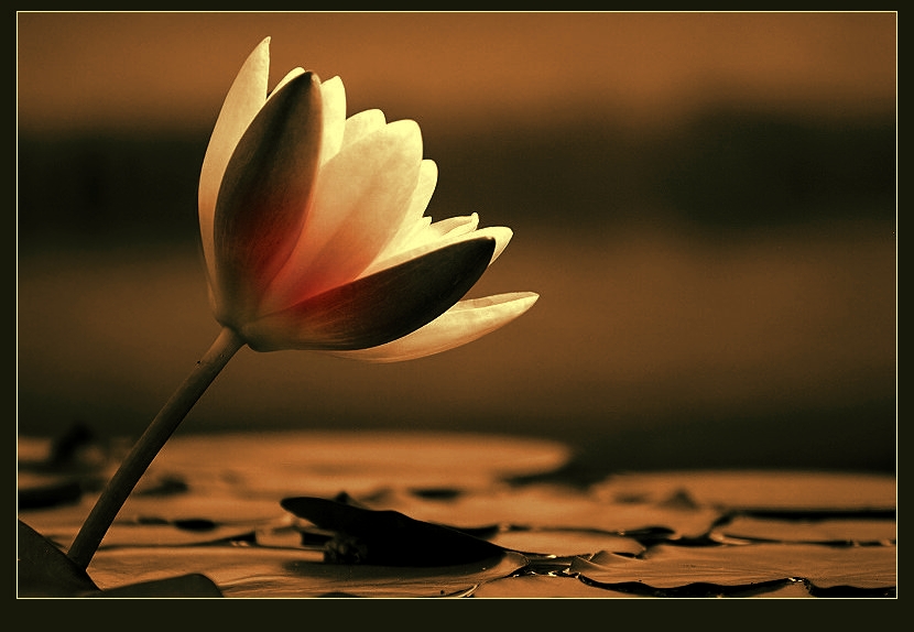 fiore