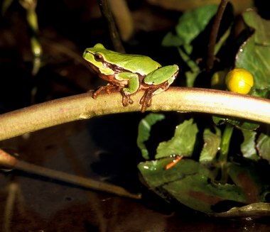 raganella comune